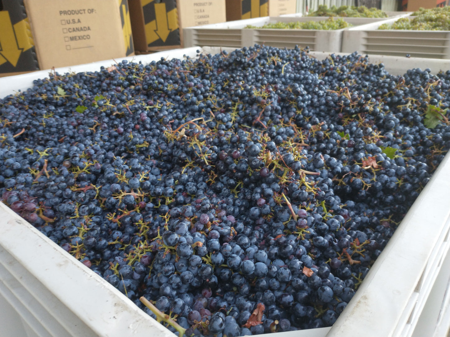 2023 Cabernet Sauvignon