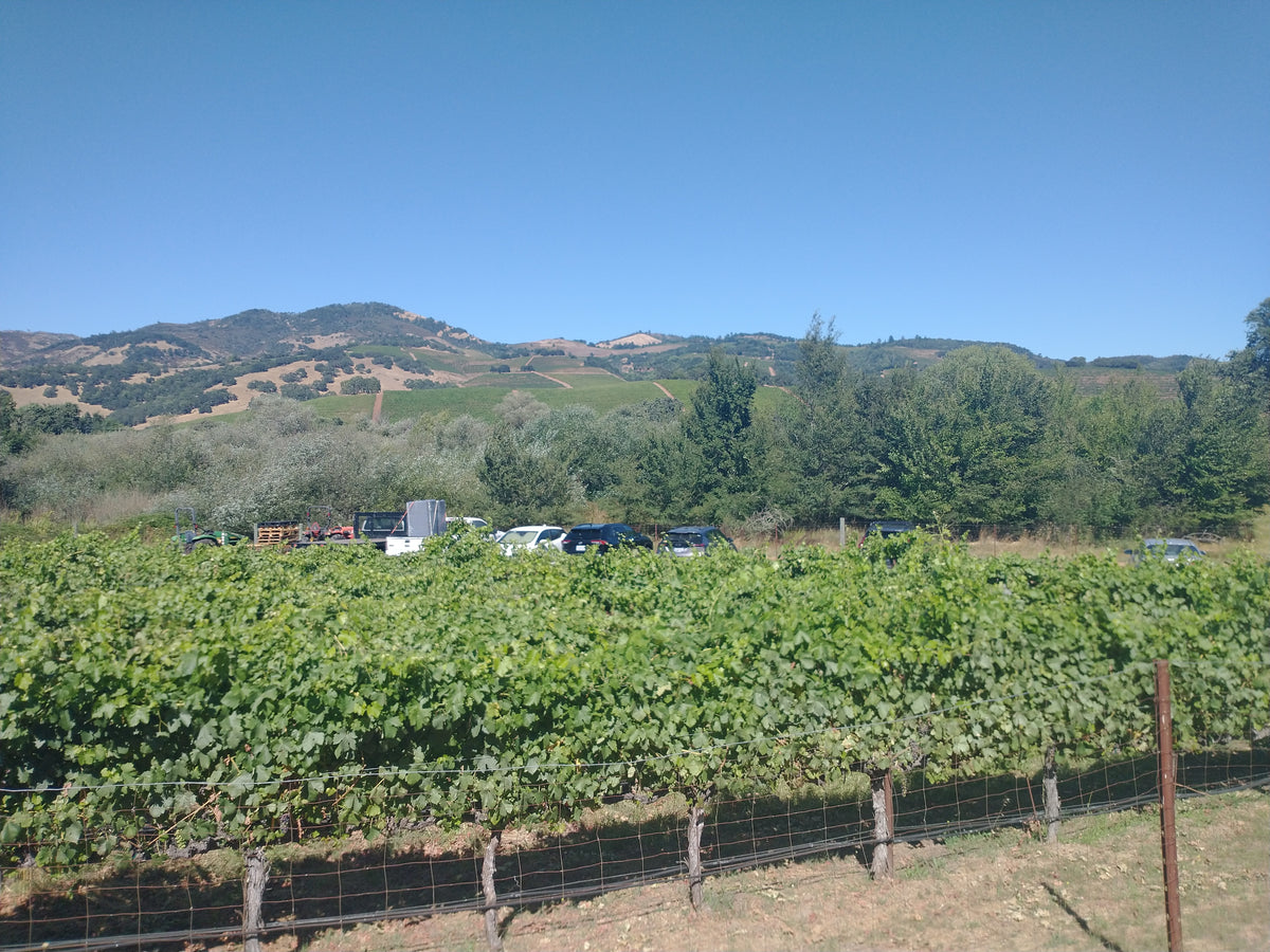 2025 Chardonnay - Available now!