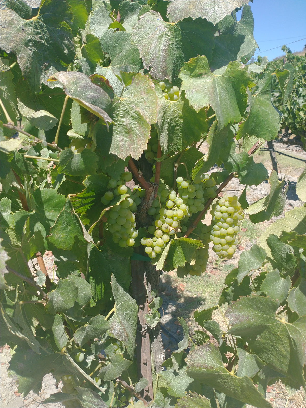 2025 Chardonnay - Available now!