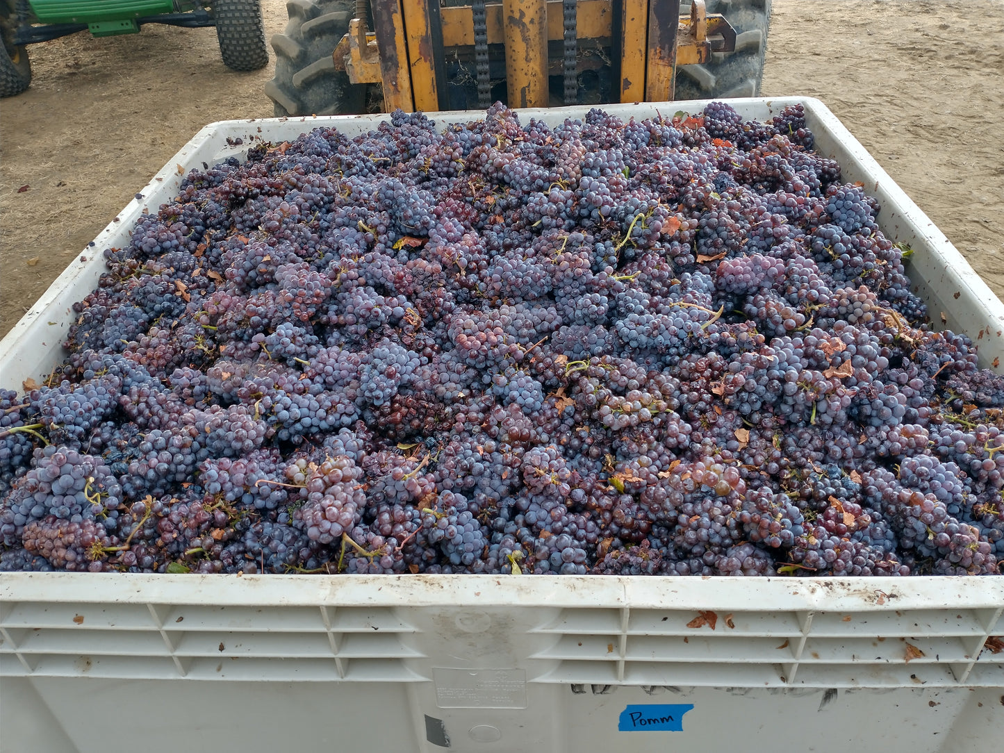 2024 Pinot Grigio
